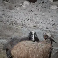 بره ماده|حیوانات مزرعه|دهگلان, |دیوار