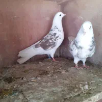 کبوتر یا کفتر پرشی