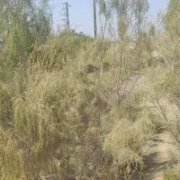 یک قطعه زمین کشاورزی از اراضی دانشگاه شهید باهنر