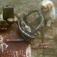 کمپرسورپمپ‌باد|ابزارآلات|آبیک, |دیوار