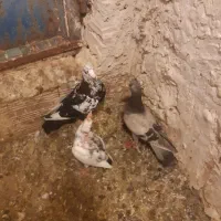 سوسکی و سبز جفت همراه جوجه