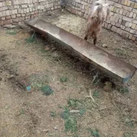 دو عدد بز|حیوانات مزرعه|تربت‌حیدریه, پائین ولایت|دیوار