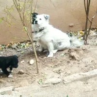 سگ فروشی|سگ|اقبالیه, |دیوار