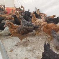 جوجه مرغ جهادی بوقلمون بیوتی گوشتی (خواجه)|حیوانات مزرعه|زابل, |دیوار