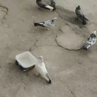 کبوتر|پرنده|فارسان, |دیوار