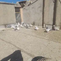 سرور نر  ماده  جفت همه مدل سرور داره