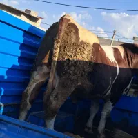 خرید و فروش گاو گوساله نر