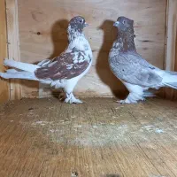 کبوتر|پرنده|اسلامشهر, شهرک احمدیه|دیوار