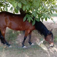 اسب مادیون کردی|اسب و تجهیزات اسب‌سواری|دماوند, دماوند|دیوار