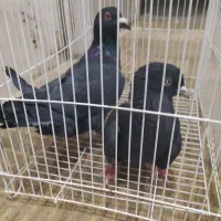 کپوت|پرنده|سراوان, |دیوار