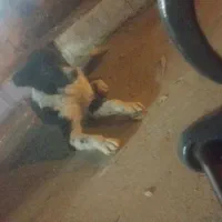 توله قدریجونی