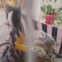 ۲عدد عروس هلندی|پرنده|بومهن, |دیوار