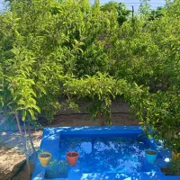 باغ ویلا سعادت