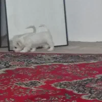 سگ بسیارخوب زرنگ شیتزو|سگ|بجنورد, |دیوار