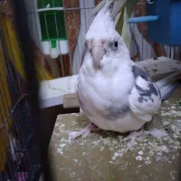 عروس هلندی|پرنده|جهرم, |دیوار