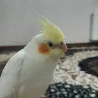 عروس هلندی لونتینو|پرنده|ابریشم, |دیوار