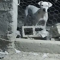 سگ داگو ماده 2ساله|سگ|میناب, |دیوار