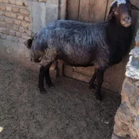 قوچ تخمی فروشی