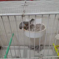 قناری|پرنده|مشهد, کارمندان دوم|دیوار