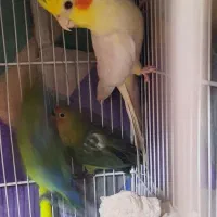 عروس هلندی سخنگو نر یک ساله