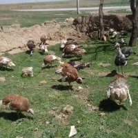 بوقلمون نر و ماده