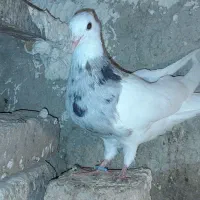 طوقی
