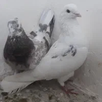 دوتا کفتر در شهرک گمشده