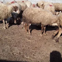 ۴۲راس گوسفند نصف با بره نصف شکم دار