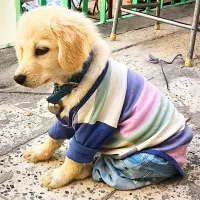 هاپواشپیتزباهوش