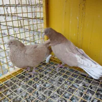 کبوترزرد.سفید. کله دم سبز..خوروس ومرغ جوان