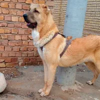 سگ سرابی