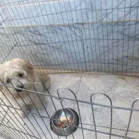 واگذاری سگ|سگ|مشهد, امیریه|دیوار