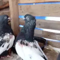 کبوتر
