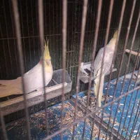 عروس یک جفت|پرنده|شاهینشهر, گزبرخوار|دیوار