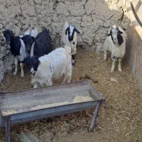 بزغاله سالم سرحال ۵تا ۳۰ میلیون|حیوانات مزرعه|کرج, شهرک الهیه|دیوار