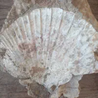 سنگهای‌صدف‌و‌مرجان