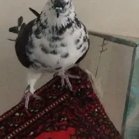 کفتر ماده|پرنده|رباطکریم, پیغمبر|دیوار