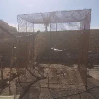 قفس|لوازم جانبی حیوانات|رفسنجان, |دیوار