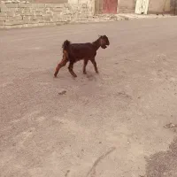 بیگ بز بره|حیوانات مزرعه|دزفول, |دیوار