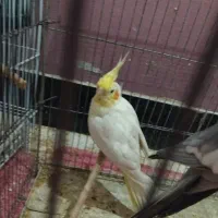عروس هلندی شرط مولد ۳تا