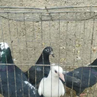 کفتر|پرنده|بافق, |دیوار