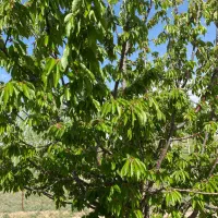 باغ شهر|فروش دفتر صنعتی، کشاورزی، تجاری|زنجان, |دیوار