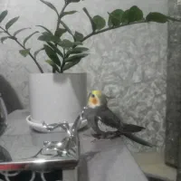 گمشده|حیوانات|ملایر, |دیوار