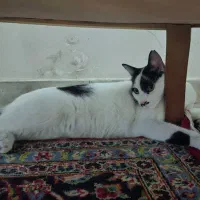 گربه dsh|گربه|تهران, تختی|دیوار