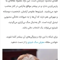 سگ شیتزو|سگ|هرسین, |دیوار