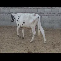 کوساله فروشی برای پر وار