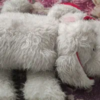 سگ پوشالی|اسباب و اثاث بچه|مشهد, فتح المبین|دیوار