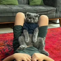 گربه اسکاتیش نر برای جفتگیری