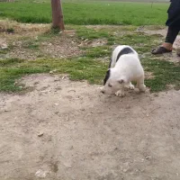 توله آلابای|سگ|خان ببین, |دیوار