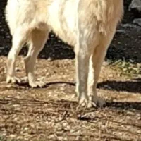 سگ نگهبان|سگ|آشخانه, |دیوار